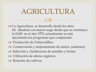 AGRICULTURA
             
 La Agricultura se desarrolla desde los años
  60, dándose con mayor auge desde que se constituye
  la SAIS en el año 1975, actualmente se está
  ejecutando los programas que comprende:
 Producción de Tuberculillos.
 Conservación y mejoramiento de suelos. (andenes).
 Selección y clasificación de semillas y brotes.
 Utilización de abono orgánico.
 Rotación de cultivos.
 