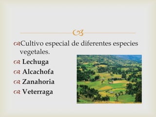 
Cultivo especial de diferentes especies
 vegetales.
 Lechuga
 Alcachofa
 Zanahoria
 Veterraga
 