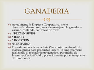 GANADERIA
               
 Actualmente la Empresa Cooperativa, viene
  desarrollando un programa de manejo en la ganadería
  vacuno, contando con vacas de raza:
 *BROWN SWISS
 * JERSEY
 * HOLSTEIN
 *HEREFORD.
 Considerando a la ganadería (Vacuno) como fuente de
  materia prima para productos lácteos, la empresa viene
  realizando el mejoramiento genético, por medio de
  Inseminación Artificial y posteriormente por el trasplante
  de Embriones.
 