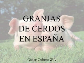 GRANJAS
DE CERDOS
EN ESPAÑA
Oscar Cubero 3ºA
 