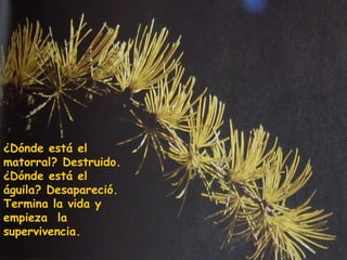 ¿Dónde está el matorral? Destruido. ¿Dónde está el águila? Desapareció. Termina la vida y empieza  la supervivencia. 