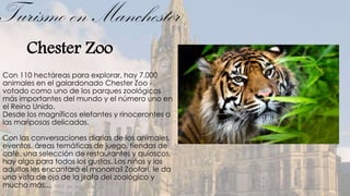Turismo en Manchester
       Chester Zoo
Con 110 hectáreas para explorar, hay 7.000
animales en el galardonado Chester Zoo -
votado como uno de los parques zoológicos
más importantes del mundo y el número uno en
el Reino Unido.
Desde los magníficos elefantes y rinocerontes a
las mariposas delicadas.

Con las conversaciones diarias de los animales,
eventos, áreas temáticas de juego, tiendas de
café, una selección de restaurantes y quioscos,
hay algo para todos los gustos. Los niños y los
adultos les encantará el monorraíl Zoofari, le da
una vista de ojo de la jirafa del zoológico y
mucho más…
 