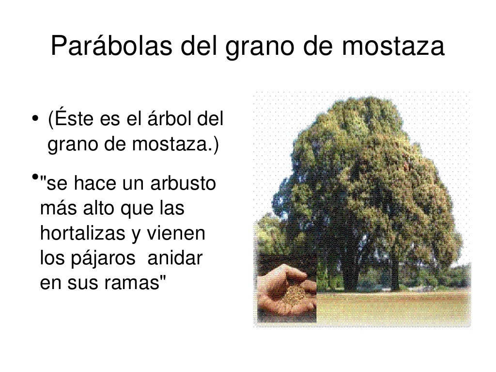 Grano de mostaza