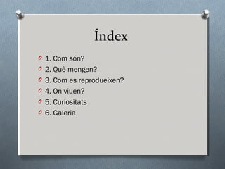 Índex
O 1. Com són?
O 2. Què mengen?
O 3. Com es reprodueixen?
O 4. On viuen?
O 5. Curiositats
O 6. Galeria
 