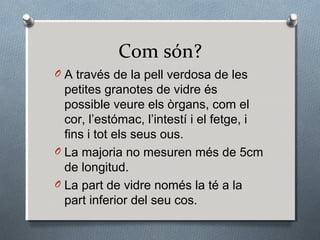 Com són?
O A través de la pell verdosa de les
  petites granotes de vidre és
  possible veure els òrgans, com el
  cor, l’estómac, l’intestí i el fetge, i
  fins i tot els seus ous.
O La majoria no mesuren més de 5cm
  de longitud.
O La part de vidre només la té a la
  part inferior del seu cos.
 