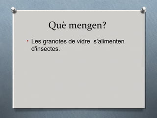 Què mengen?
• Les granotes de vidre s’alimenten
 d'insectes.
 