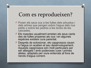 Com es reprodueixen?
O Posen els seus ous a les fulles dels arbustos i
  dels arbres que pengen sobre l’aigua dels rius
  petits o sobre les pedres a les bores de les
  cascades.
O Els mascles usualment emeten els seus cants
  des de fulles properes als ous i en algunes
  espècies existeix cura parental.
O Després de eclosionar, els capgrossos cauen
  a l'aigua on acaben el seu desenvolupament.
  Aquests capgrossos són molt particulars per
  ser allargats i amb poderoses cues i primes
  aletes, adaptats per viure enterrats al fons de
  rierols d'aigua corrent.
 