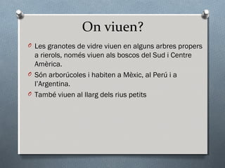 On viuen?
O Les granotes de vidre viuen en alguns arbres propers
  a rierols, només viuen als boscos del Sud i Centre
  Amèrica.
O Són arborúcoles i habiten a Mèxic, al Perú i a
  l’Argentina.
O També viuen al llarg dels rius petits
 