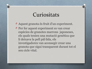 Curiositats
O Aquest granota és fruit d’un experiment.
O Per fer aquest experiment es van crear
  espècies de granotes marrons japoneses,
  els quals tenien una mutació genètica que
  li deixava la pell pàl·lida, els
  investigadores van aconsegir crear una
  granota que sigui transparent durant tot el
  seu cicle vital.
 