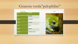 Granota verda”pelophilax”
Taxonomia: foto
Regne Animalia
Filo Chordata
Subfilo Vertebrata
Classe Amphibia
Ordre Anura
família Ranidae
gènere Pelophylax perezi
 