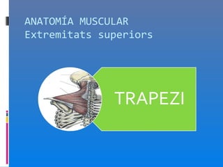 ANATOMÍA MUSCULAR
Extremitats superiors
 