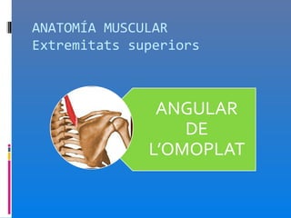 ANATOMÍA MUSCULAR
Extremitats superiors
 