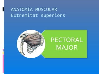 ANATOMÍA MUSCULAR
Extremitat superiors
 