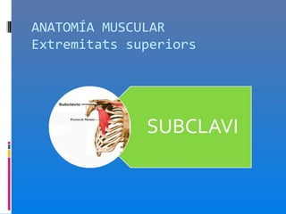 ANATOMÍA MUSCULAR
Extremitats superiors
 