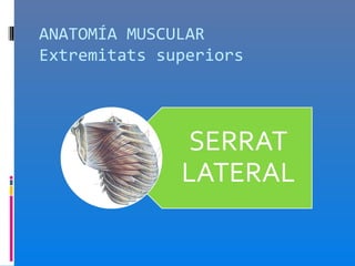 ANATOMÍA MUSCULAR
Extremitats superiors
 