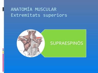 ANATOMÍA MUSCULAR
Extremitats superiors
 