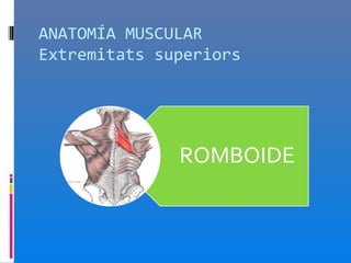 ANATOMÍA MUSCULAR
Extremitats superiors
 