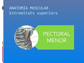 ANATOMÍA MUSCULAR
Extremitats superiors
 