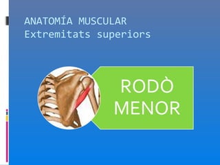 ANATOMÍA MUSCULAR
Extremitats superiors
 