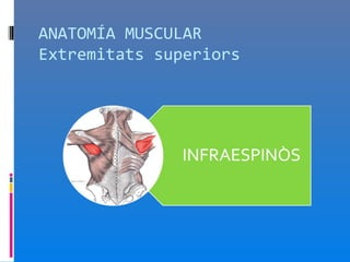 ANATOMÍA MUSCULAR
Extremitats superiors
 
