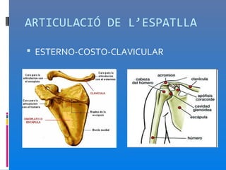 ARTICULACIÓ DE L’ESPATLLA

 ESTERNO-COSTO-CLAVICULAR
 