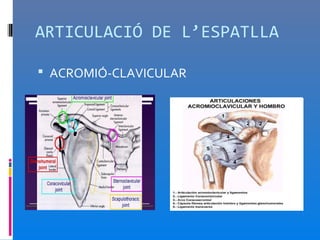 ARTICULACIÓ DE L’ESPATLLA

 ACROMIÓ-CLAVICULAR
 