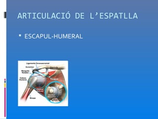 ARTICULACIÓ DE L’ESPATLLA

 ESCAPUL-HUMERAL
 