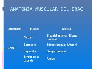 ANATOMÍA MUSCULAR DEL BRAÇ


Articulació        Funció                 Múscul

                             Braquial anterior i Bíceps
              Flexors
                             braquial
              Extensors      Tríceps braquial i Anconi
Colze
              Supinador      Bíceps braquial
              Tensor de la
                             Anconi
              càpsula
 