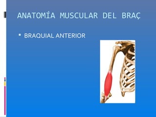 ANATOMÍA MUSCULAR DEL BRAÇ

 BRAQUIAL ANTERIOR
 
