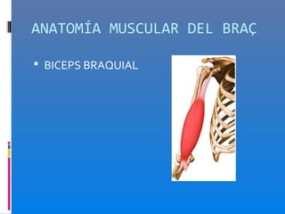 ANATOMÍA MUSCULAR DEL BRAÇ

 BICEPS BRAQUIAL
 