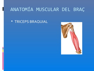 ANATOMÍA MUSCULAR DEL BRAÇ

 TRICEPS BRAQUIAL
 