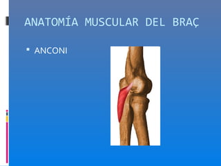 ANATOMÍA MUSCULAR DEL BRAÇ

 ANCONI
 