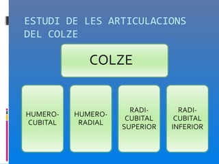 ESTUDI DE LES ARTICULACIONS
DEL COLZE
 
