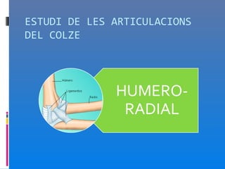 ESTUDI DE LES ARTICULACIONS
DEL COLZE
 
