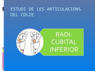 ESTUDI DE LES ARTICULACIONS
DEL COLZE
 