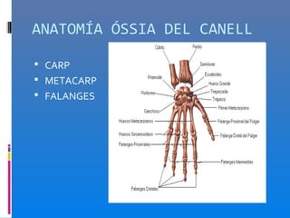 ANATOMÍA ÓSSIA DEL CANELL

 CARP
 METACARP
 FALANGES
 