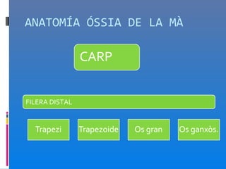 ANATOMÍA ÓSSIA DE LA MÀ




FILERA DISTAL
 