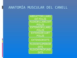 ANATOMÍA MUSCULAR DEL CANELL
 