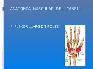 ANATOMÍA MUSCULAR DEL CANELL


 FLEXOR LLARG DIT POLZE
 