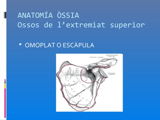 ANATOMÍA ÒSSIA
Ossos de l’extremiat superior

 OMOPLAT O ESCÀPULA
 