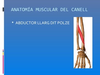 ANATOMÍA MUSCULAR DEL CANELL

 ABDUCTOR LLARG DIT POLZE
 