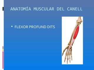 ANATOMÍA MUSCULAR DEL CANELL


 FLEXOR PROFUND DITS
 