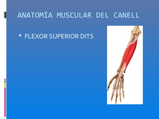 ANATOMÍA MUSCULAR DEL CANELL

 FLEXOR SUPERIOR DITS
 