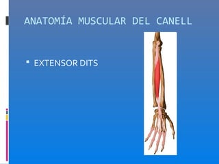 ANATOMÍA MUSCULAR DEL CANELL


 EXTENSOR DITS
 