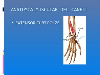 ANATOMÍA MUSCULAR DEL CANELL

 EXTENSOR CURT POLZE
 