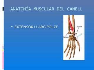 ANATOMÍA MUSCULAR DEL CANELL


 EXTENSOR LLARG POLZE
 