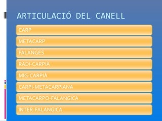 ARTICULACIÓ DEL CANELL
 
