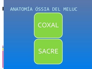 ANATOMÍA ÓSSIA DEL MELUC
 