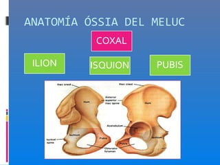 ANATOMÍA ÓSSIA DEL MELUC
 