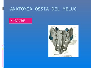 ANATOMÍA ÓSSIA DEL MELUC

 SACRE
 